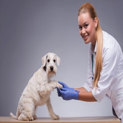 Do not be scared. A beautiful female vet trying to soothe a little cute dog giving a paw while standing against grey background
** Note: Shallow depth of field