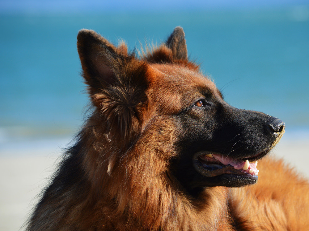 himalayan dog