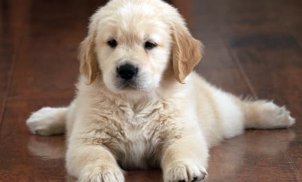 Our All- Natural Dog Chew: Best Product on the Market!